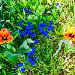 Calvert Farm - Calvert flowers