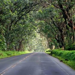 QM Taxi And Tours - Tree Tunnel: a scenic Kauai road lined with towering eucalyptus trees, creating a lush, green canopy that welcomes you to the South Shore.