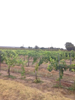 Artisans of Barossa by null