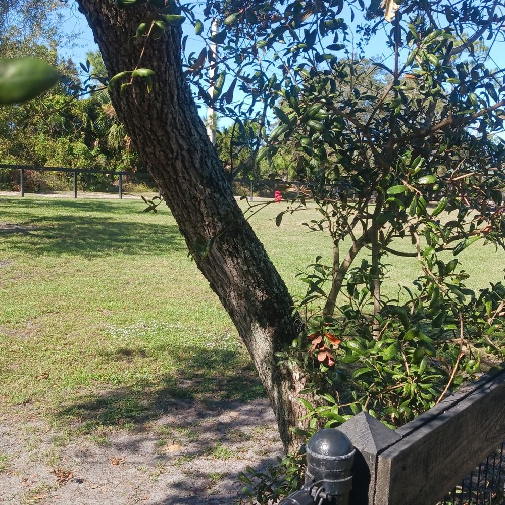 Wadsworth Dog Park - Dog Parks Near Me - Flagler Beach, Florida Wadsworth Dog Park - Dog Parks Near Me - Flagler Beach, Florida