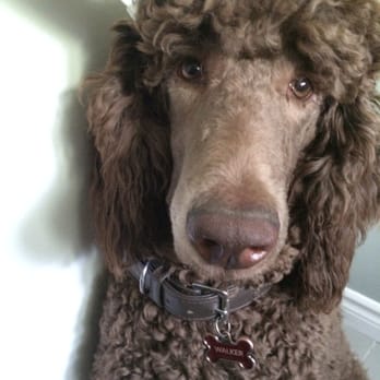 House Calling Vet - Veterinarians Near Me - Brampton, Ontario