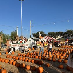 Pumpkin City's Christmas Trees