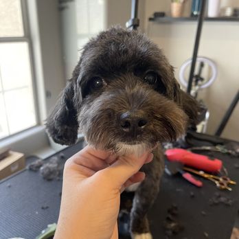 Pretty Paws Dog Grooming - Pet Groomers Near Me - Gilbert, Arizona Pretty Paws Dog Grooming - Pet Groomers Near Me - Gilbert, Arizona