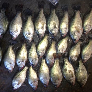 Steves Professional Guide Service - A mess of crappie Steve Schiele caught on one of his Guided Crappie Fishing Trips. - Boating Near Me - Lewisville, Texas