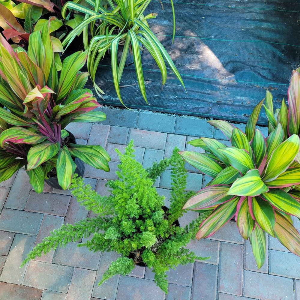 Discount Palms and Plants - Landscaping Near Me - Largo, Florida Discount Palms and Plants - Landscaping Near Me - Largo, Florida