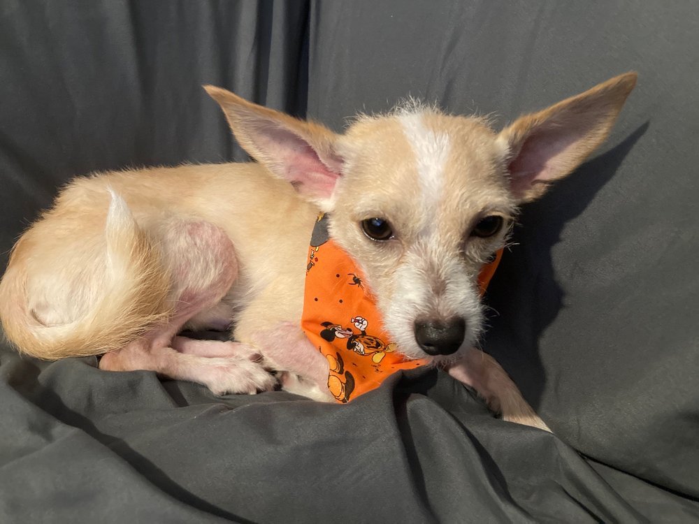 LTDL PET GROOMING Updated August 2024 20 Photos 351 E La Habra