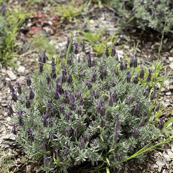 Ali'i Kula Lavender - Tours Near Me - Kula, Hawaii