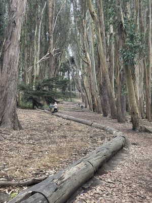 Andy Goldsworthy's Wood Line by null