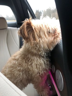 Animal Haus 547 7 Mile Rd Northville Mi Pet Grooming Mapquest