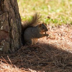 Japanese Garden - Squirrel