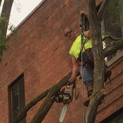 Arlington Arborist
