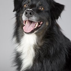 Holistic Pet Dental