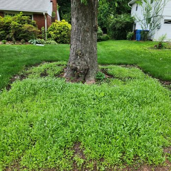 Pollinative - Removed multiple layers of landscaping fabric. Prepared and expanded garden bed for wildflower seeds. - Landscaping Near Me - North Springfield, Virginia