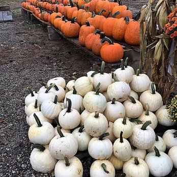 Capelli Farms - a large pile of pumpkins - Farmers Market Near Me - Lincroft, New Jersey Capelli Farms - a large pile of pumpkins - Farmers Market Near Me - Lincroft, New Jersey