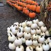 Capelli Farms gift card