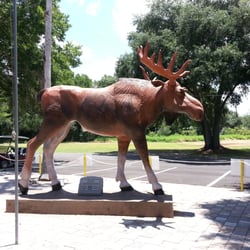 Moose Lodge - Moose