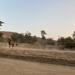 Golden Horse Ranch