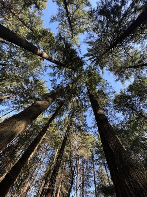 Mt. Tabor Picnic A by null