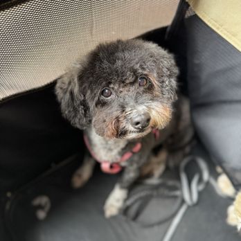 SD Grooming - Lia - Pet Groomers Near Me