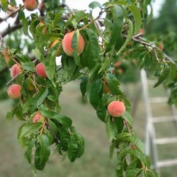 Bashista Orchards - We are picking more peaches for you this week!