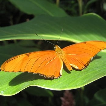 Butterfly Pavilion - Bright Orange Butterfly at the Pavillion - Museums Near Me - Westminster, Colorado Butterfly Pavilion - Bright Orange Butterfly at the Pavillion - Museums Near Me - Westminster, Colorado