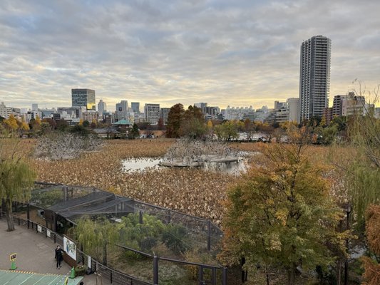 Ueno Zoo by null