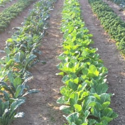 Farm
