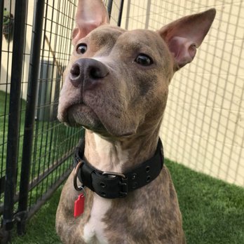 Bark Park - Pet Sitting Near Me - Spring Valley, California Bark Park - Pet Sitting Near Me - Spring Valley, California