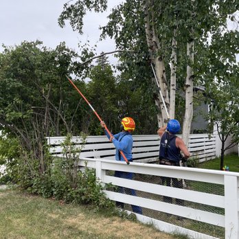 Tidy Timbers Removal Service - After taking down a tree that had grown over my garden, without stepping on any vegetables, they took down this dead branch. Such great guys - Tree Services Near Me - Prince George, British Columbia Tidy Timbers Removal Service - After taking down a tree that had grown over my garden, without stepping on any vegetables, they took down this dead branch. Such great guys - Tree Services Near Me - Prince George, British Columbia