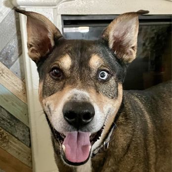 Rockwall Urgent Vet - Happy Boy! - Emergency Pet Hospital Near Me - Rockwall, Texas