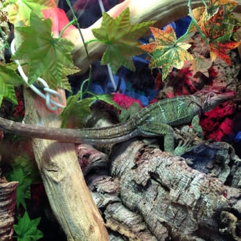 Crystal Palace Reptiles - Pet Stores Near Me - London, XGL