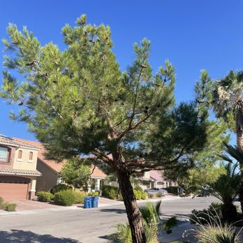 3 Brothers Tree Service - After trimming - Landscaping Near Me - Henderson, Nevada