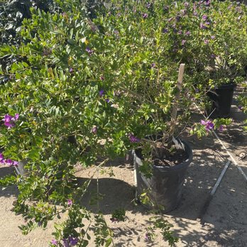 Green View Nursery - a bush with purple flowers - Nurseries & Gardening Near Me - Northridge, California Green View Nursery - a bush with purple flowers - Nurseries & Gardening Near Me - Northridge, California