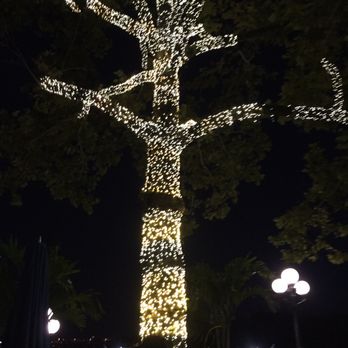 Sequoia - Better lighted tree pix. - New American Near Me - Washington, DC, District of Columbia Sequoia - Better lighted tree pix. - New American Near Me - Washington, DC, District of Columbia