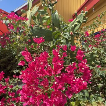 TacoSon - Pretty pink flowers and cacti by outside patio seating - Mexican Near Me - Tampa, Florida TacoSon - Pretty pink flowers and cacti by outside patio seating - Mexican Near Me - Tampa, Florida