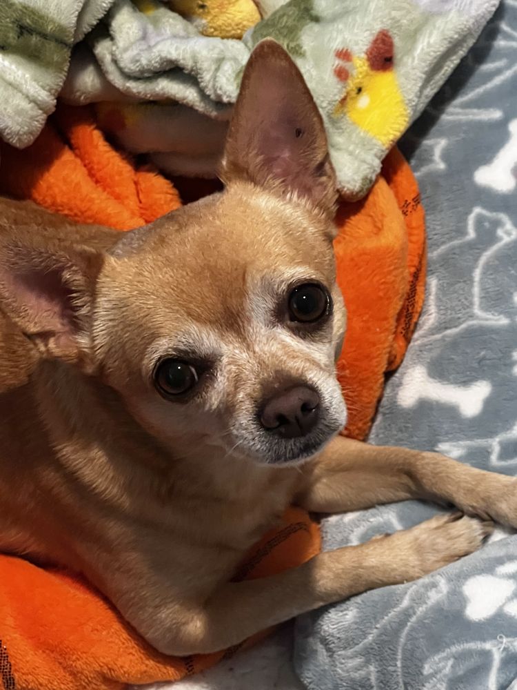 Wags Pet Sitting Service - pet boarding facility in Grovetown, GA
