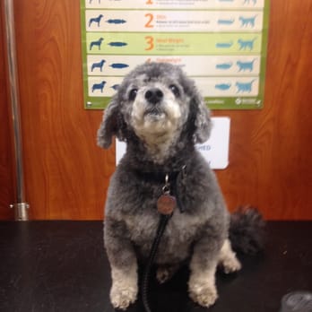 PetSmart - Kylie, 14 years. ...just a smidge overweight, but that's ok. ;) - Pet Training Near Me - Raleigh, North Carolina PetSmart - Kylie, 14 years. ...just a smidge overweight, but that's ok. ;) - Pet Training Near Me - Raleigh, North Carolina