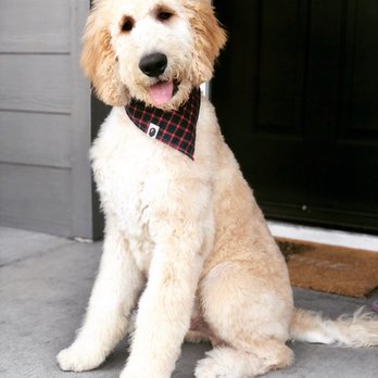 hair of the dog pet spa