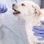 Teeter Veterinary Services