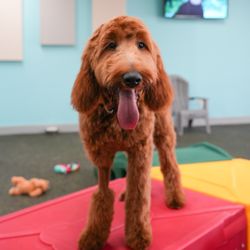 The Bark Park