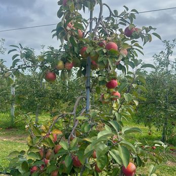 Windy Acre Farms - Fruits & Veggies Near Me - Calverton, New York Windy Acre Farms - Fruits & Veggies Near Me - Calverton, New York