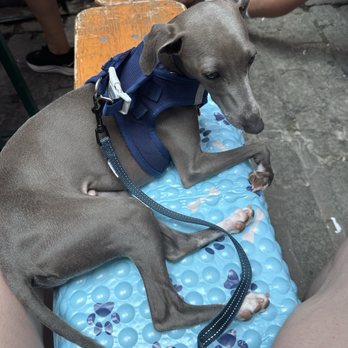 Route 66 Smokehouse - Dogba chilling on the picnic bench. - Barbeque Near Me - New York, New York