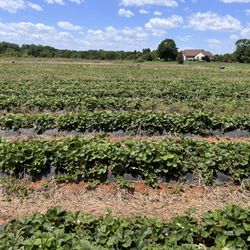 Yankey Farms - A different view of the fields
