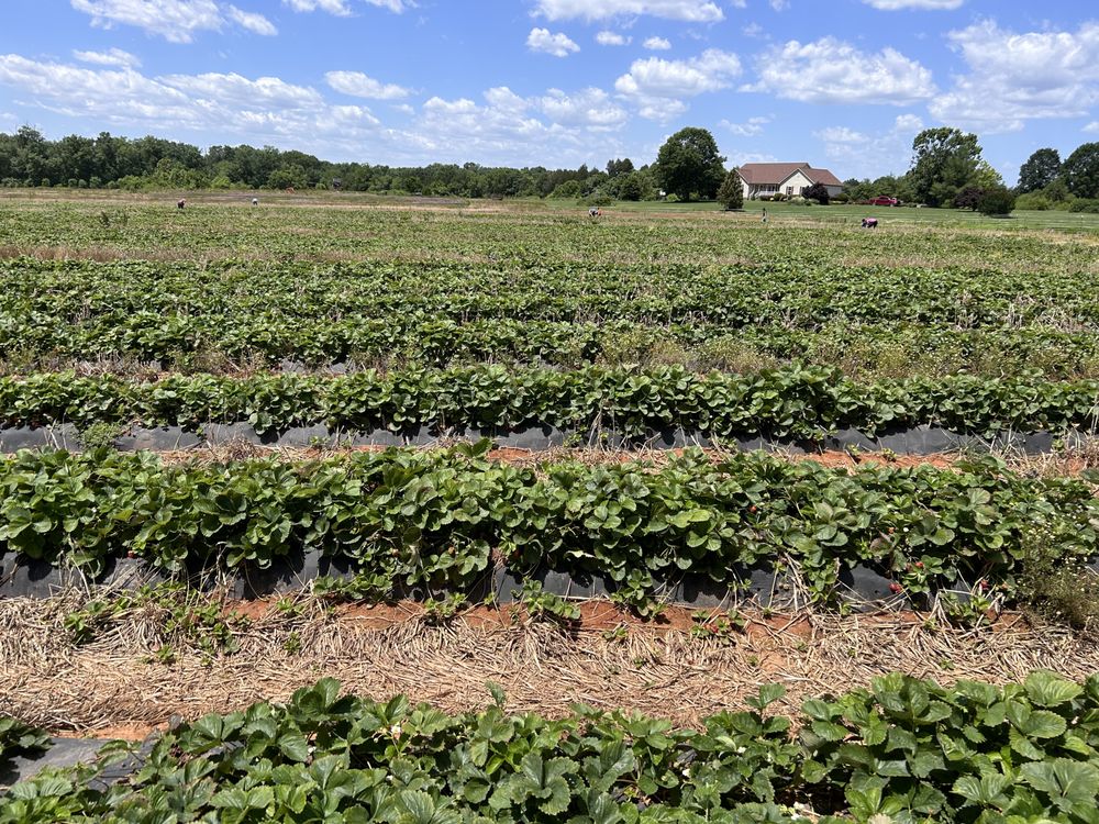 Yankey Farms Logo