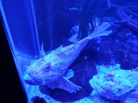 SEA LIFE Konstanz by null