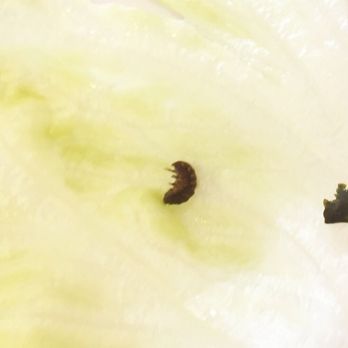 Glendale Pho Co - Found a bug in one of the lettuce wraps in our fried spring rolls. - Vietnamese Near Me - Glendale, California Glendale Pho Co - Found a bug in one of the lettuce wraps in our fried spring rolls. - Vietnamese Near Me - Glendale, California