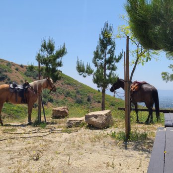 Del Show Horses - Horseback Riding Near Me Del Show Horses - Horseback Riding Near Me