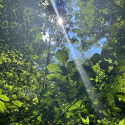 The Sacred Grove Historical Site - Sacred Grove