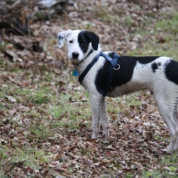Carefree Canine - Young Titus on a hike, waiting for me to catch up. - Pet Training Near Me Carefree Canine - Young Titus on a hike, waiting for me to catch up. - Pet Training Near Me
