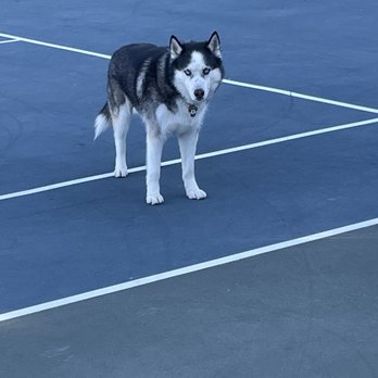 Bark 'N Bathe - David is a master with deshedding - Pet Groomers Near Me - Whittier, California